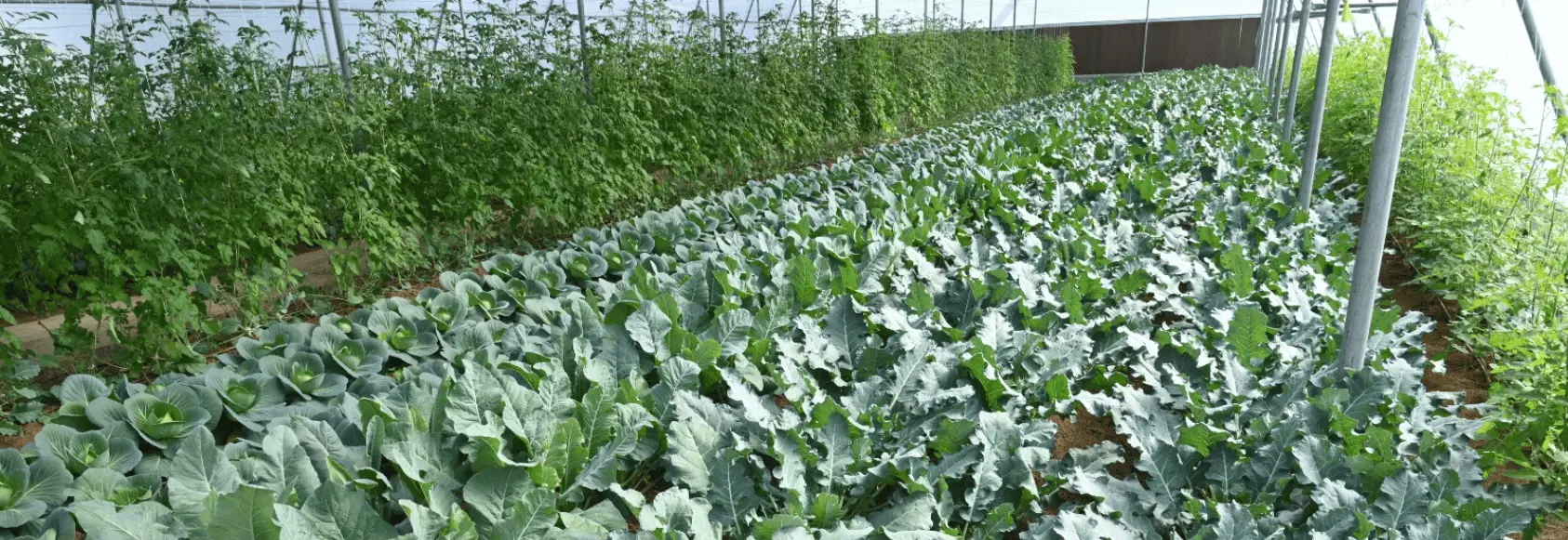 Cultivating Knowledge, Transforming Agriculture